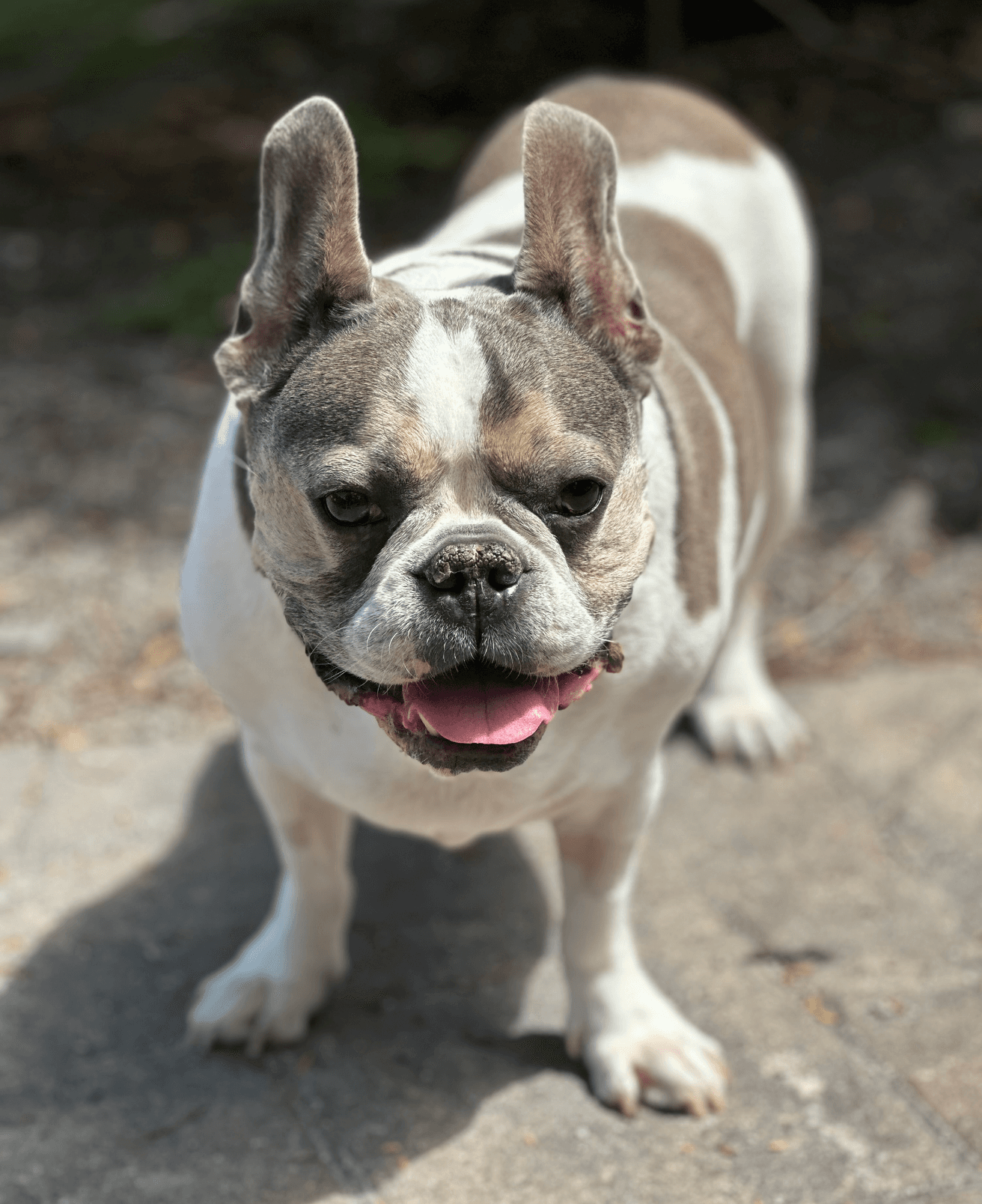 Skyler - French Bulldog