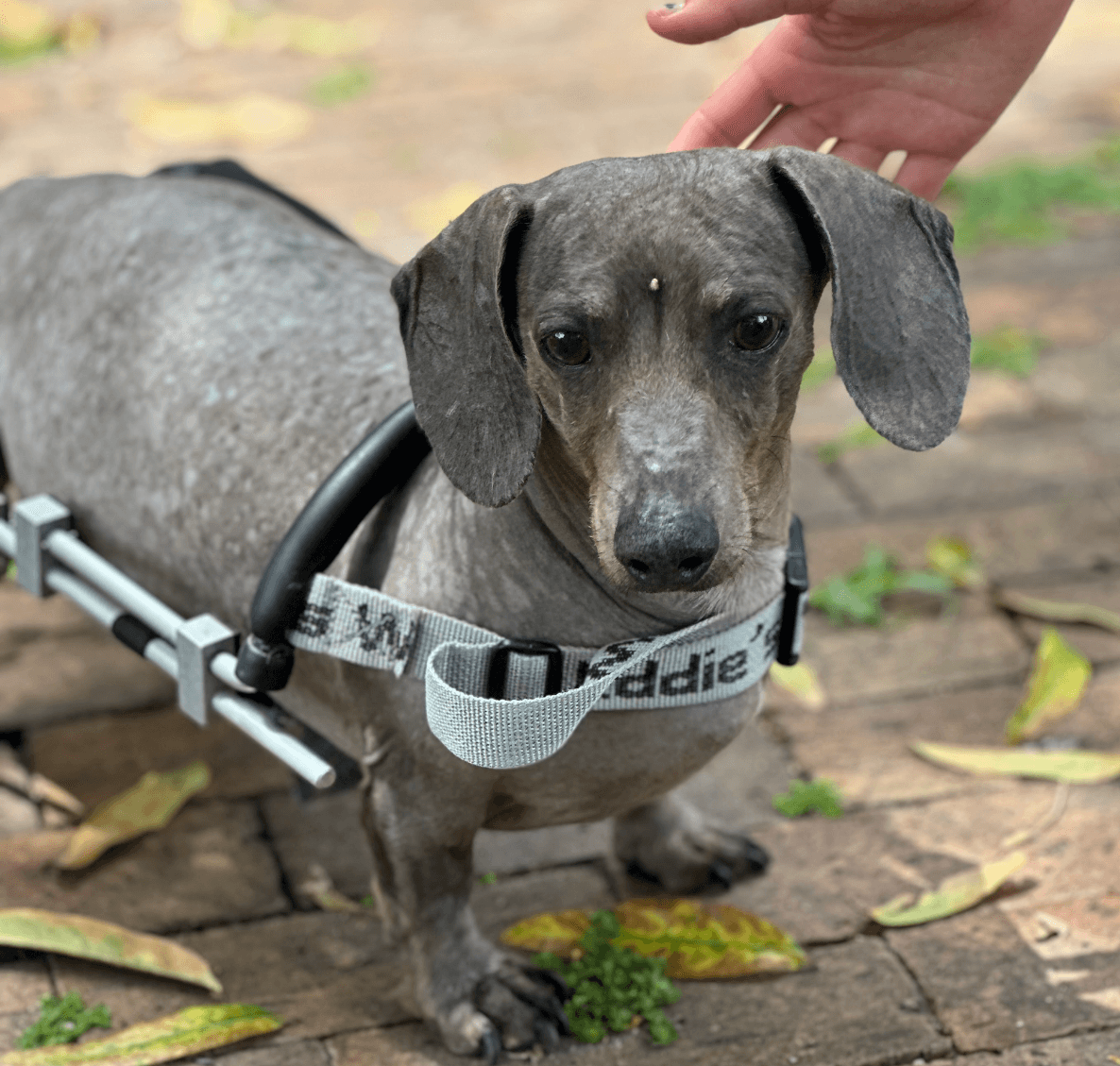 Darwin - Dachshund