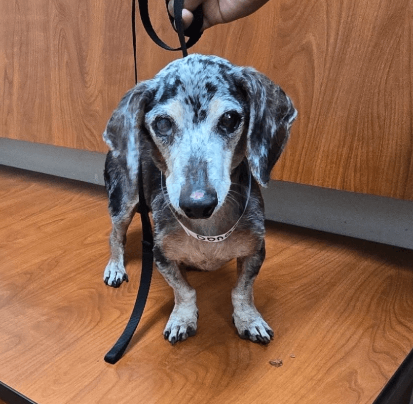 Donatello - Dachshund