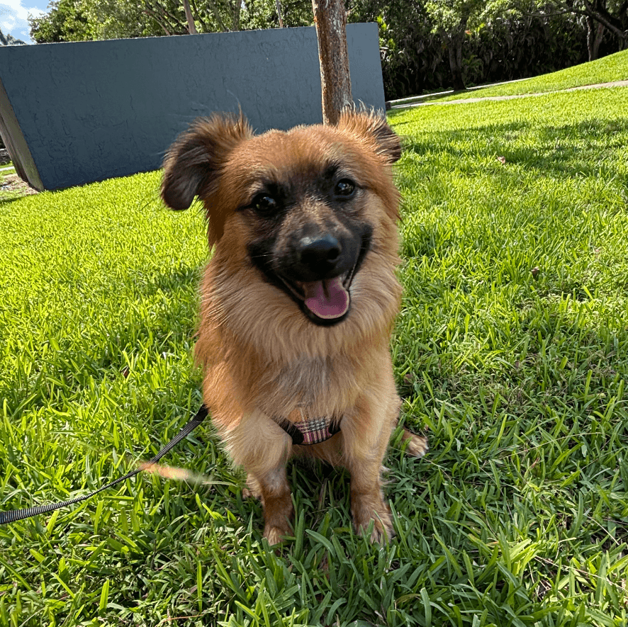 Cowboy - Pomeranian
