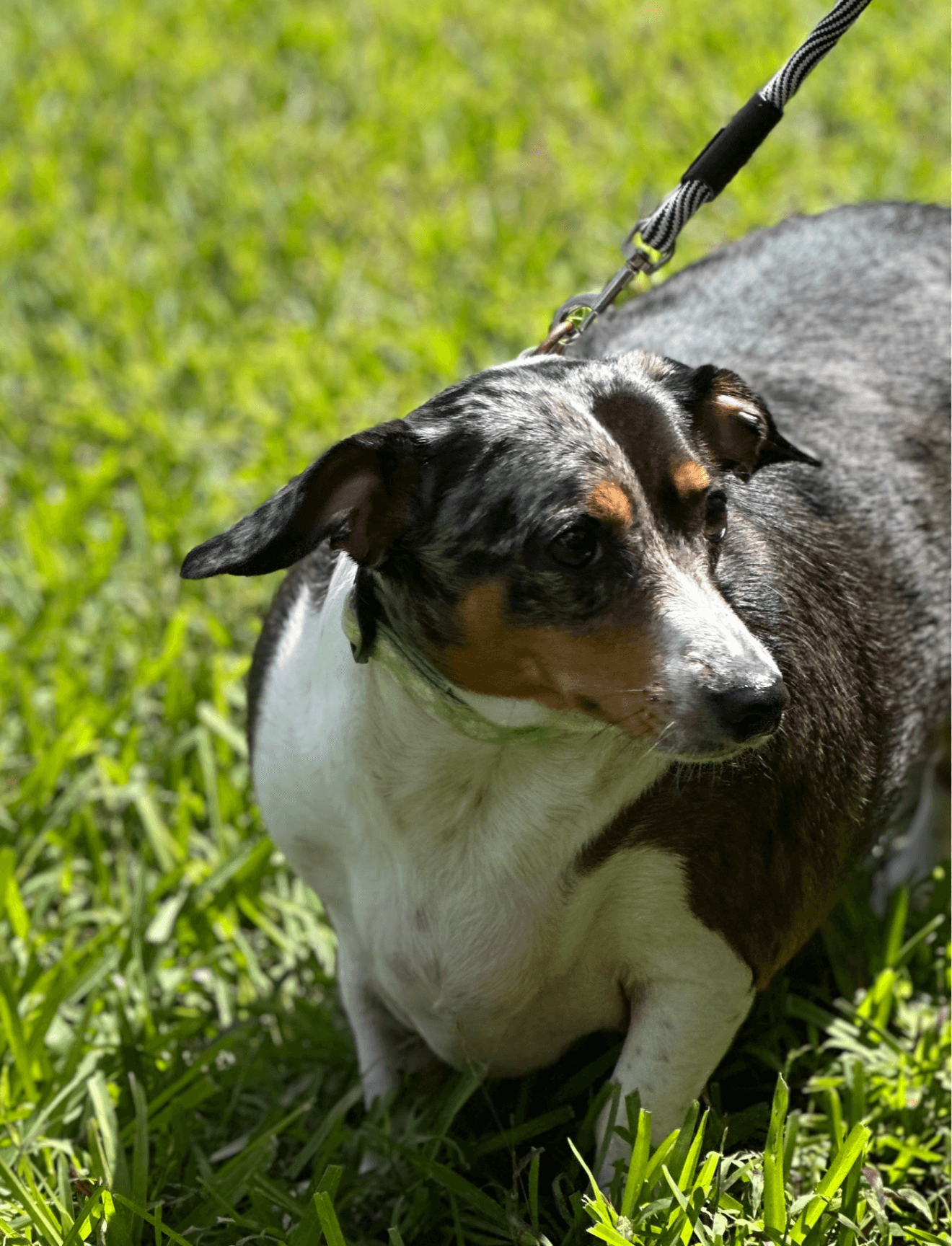 Jimmy - Dachshund