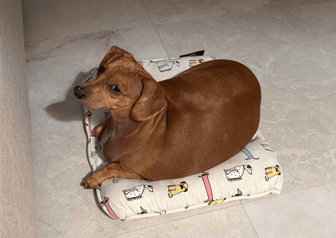 Cremi - Dachshund