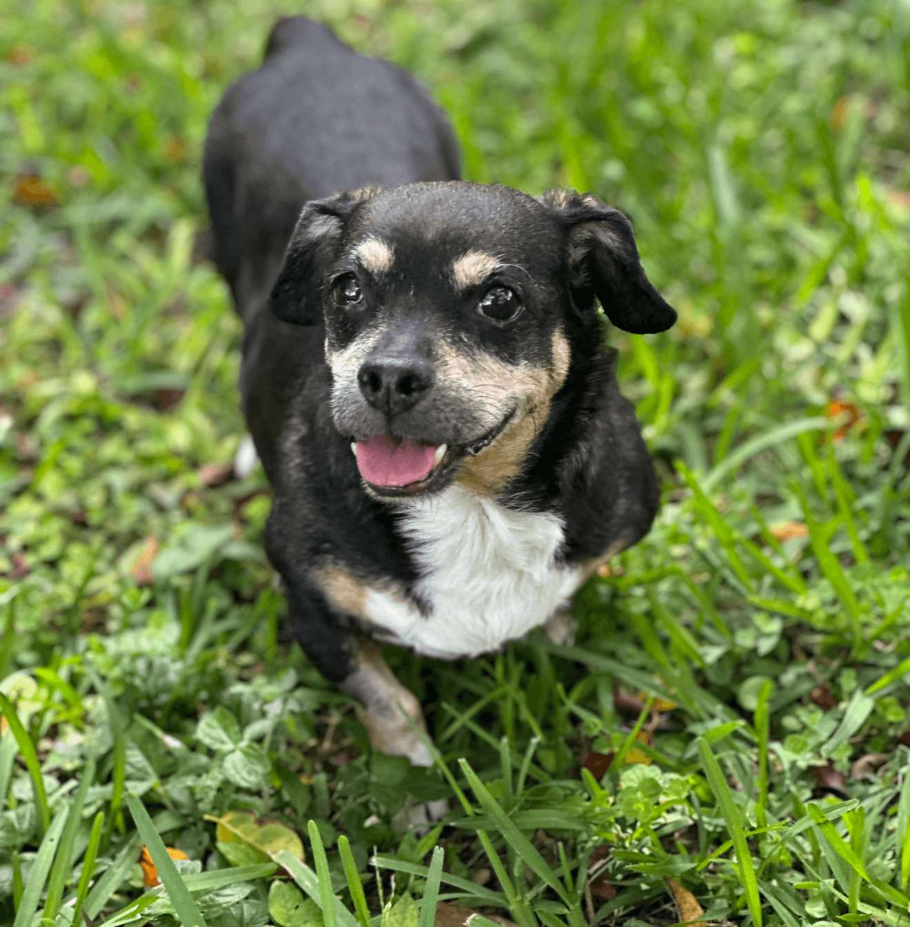 Wally - Dachshund