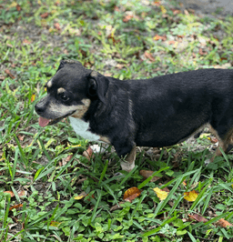 Wally image 4