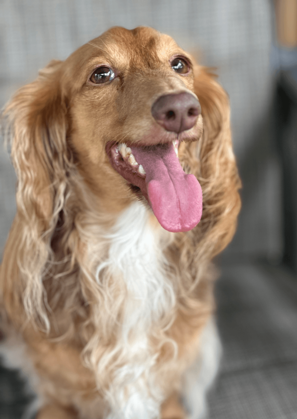 Dash - Dachshund