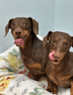 Jasper And Luna image 1