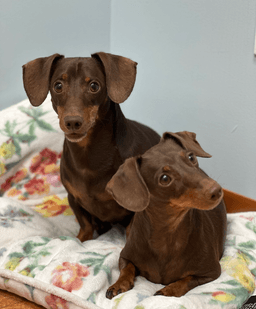 Jasper And Luna image 2