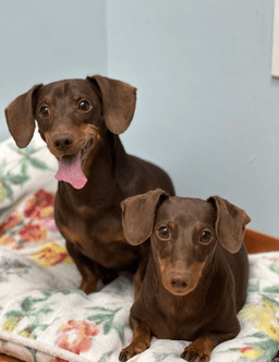 Jasper And Luna image 3