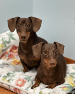 Jasper And Luna image 4
