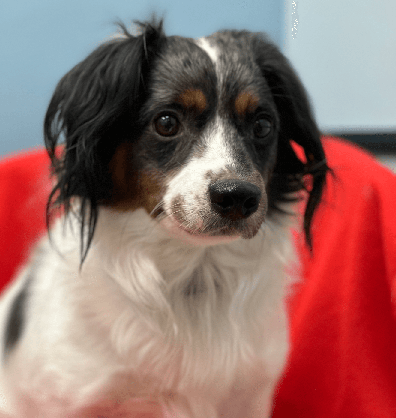 Spot - Dachshund