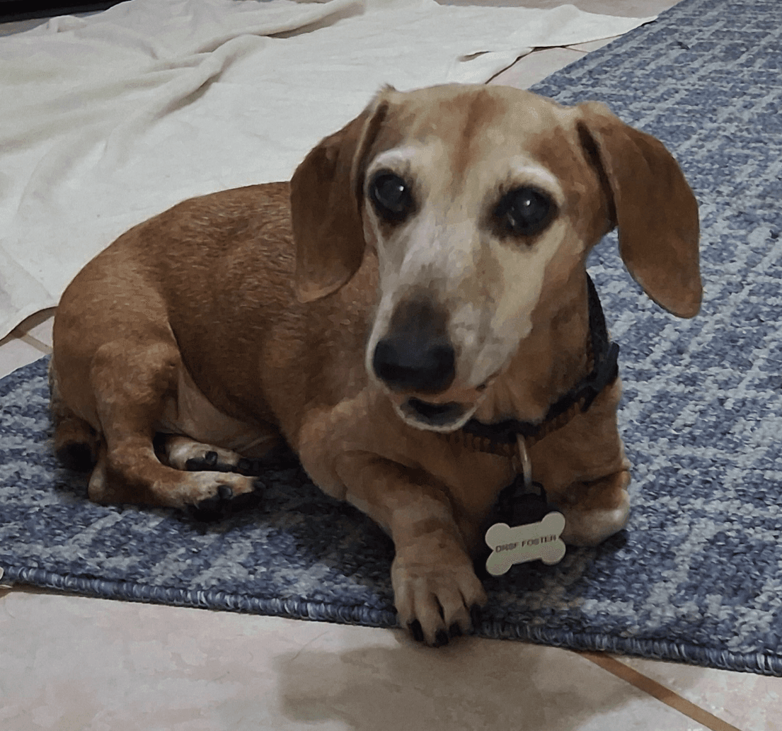 Elvis - Dachshund