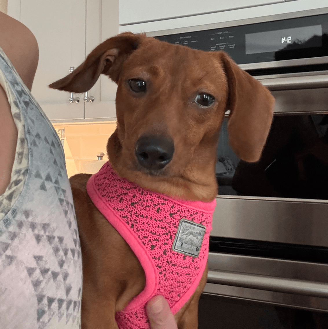Solara - Dachshund