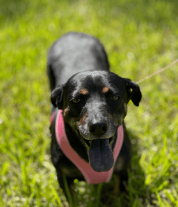 Olivia image 1