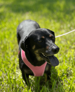 Olivia image 2
