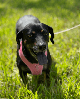 Olivia image 4