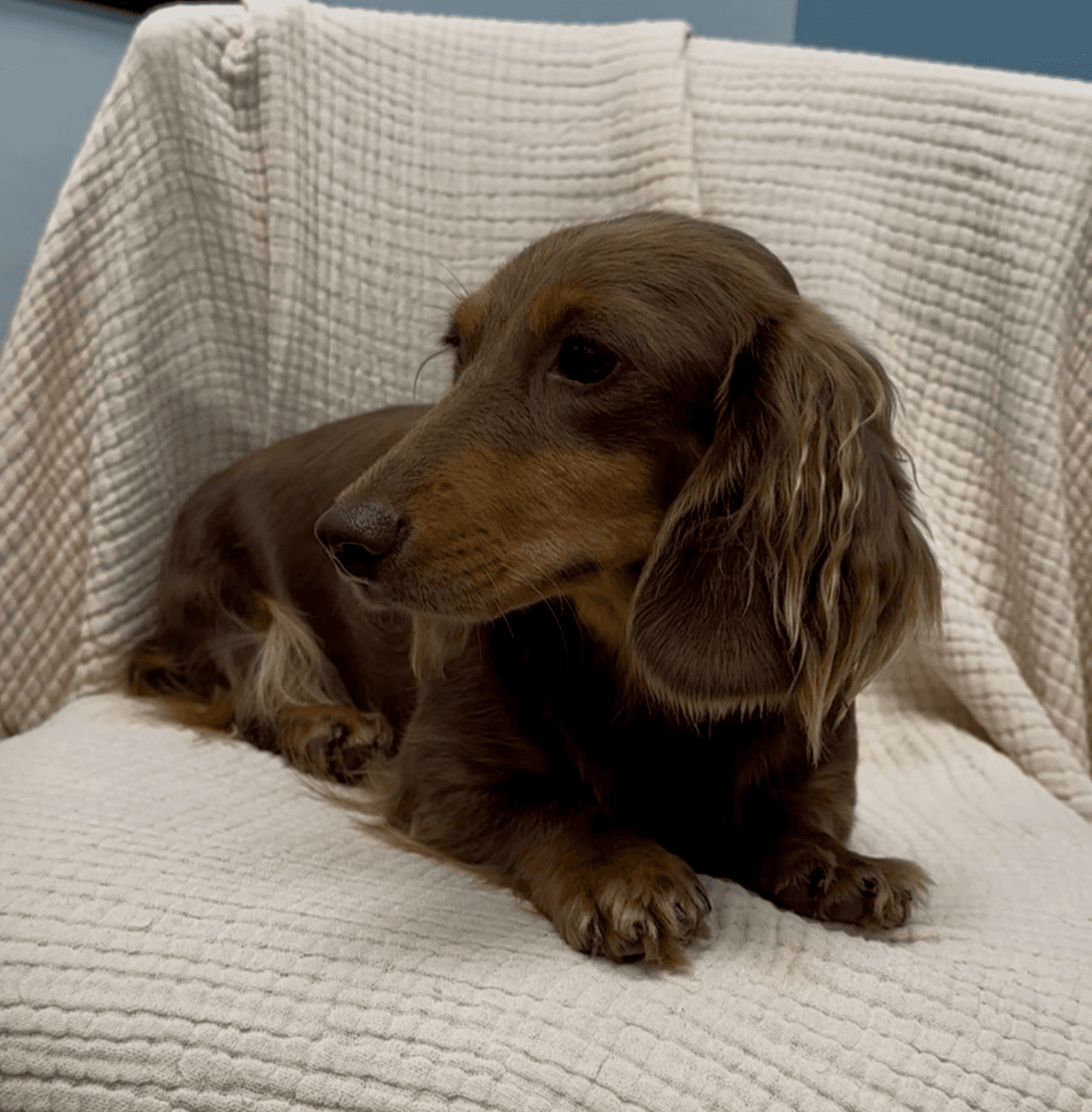 Laurel - Dachshund