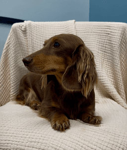 Laurel image 3