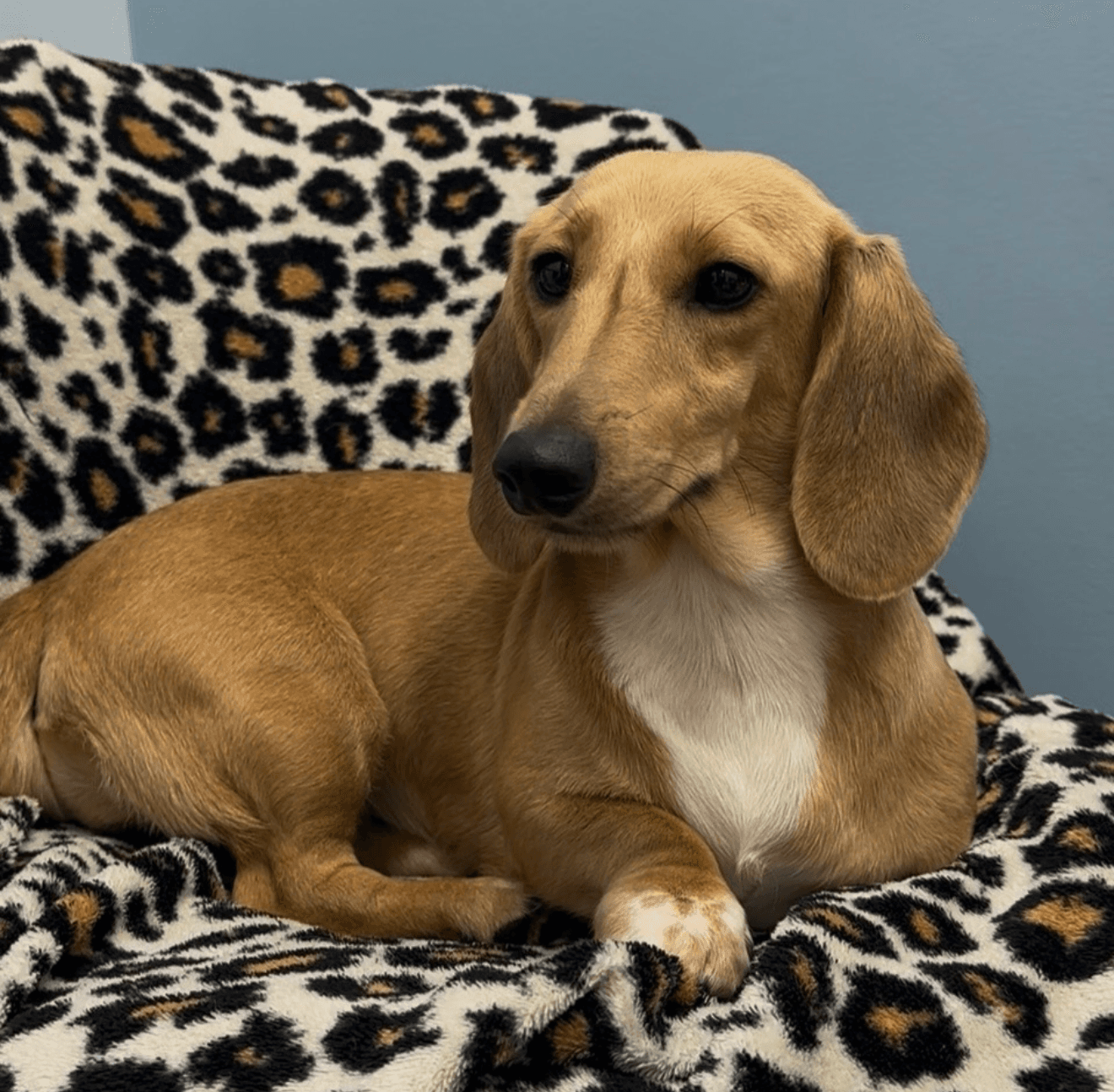 Jasmine - Dachshund