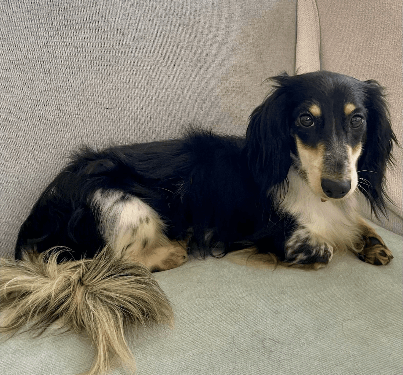 Fiji - Dachshund