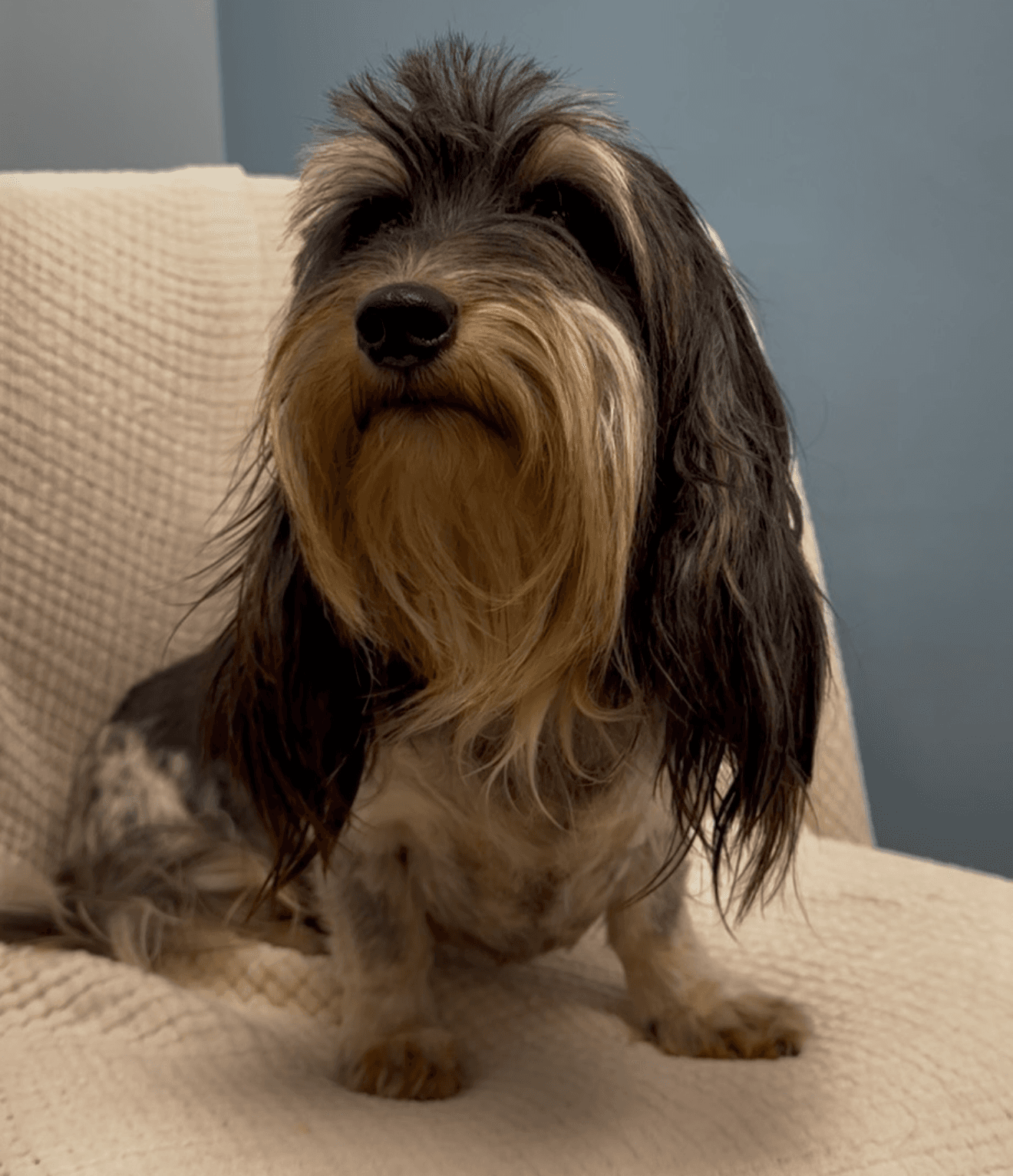 Lioni - Dachshund