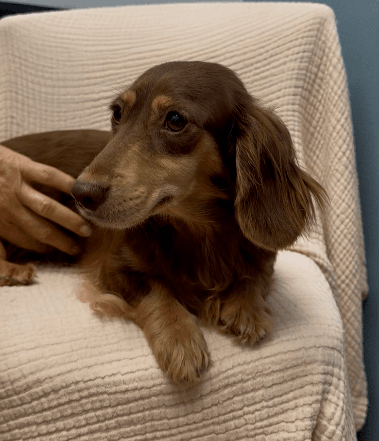 Dazzle - Dachshund