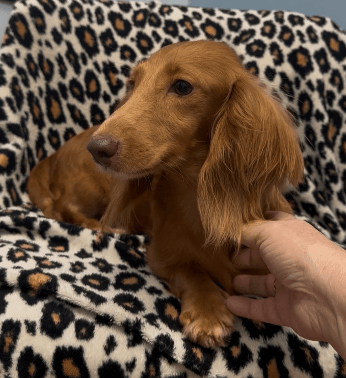 Echo - Dachshund