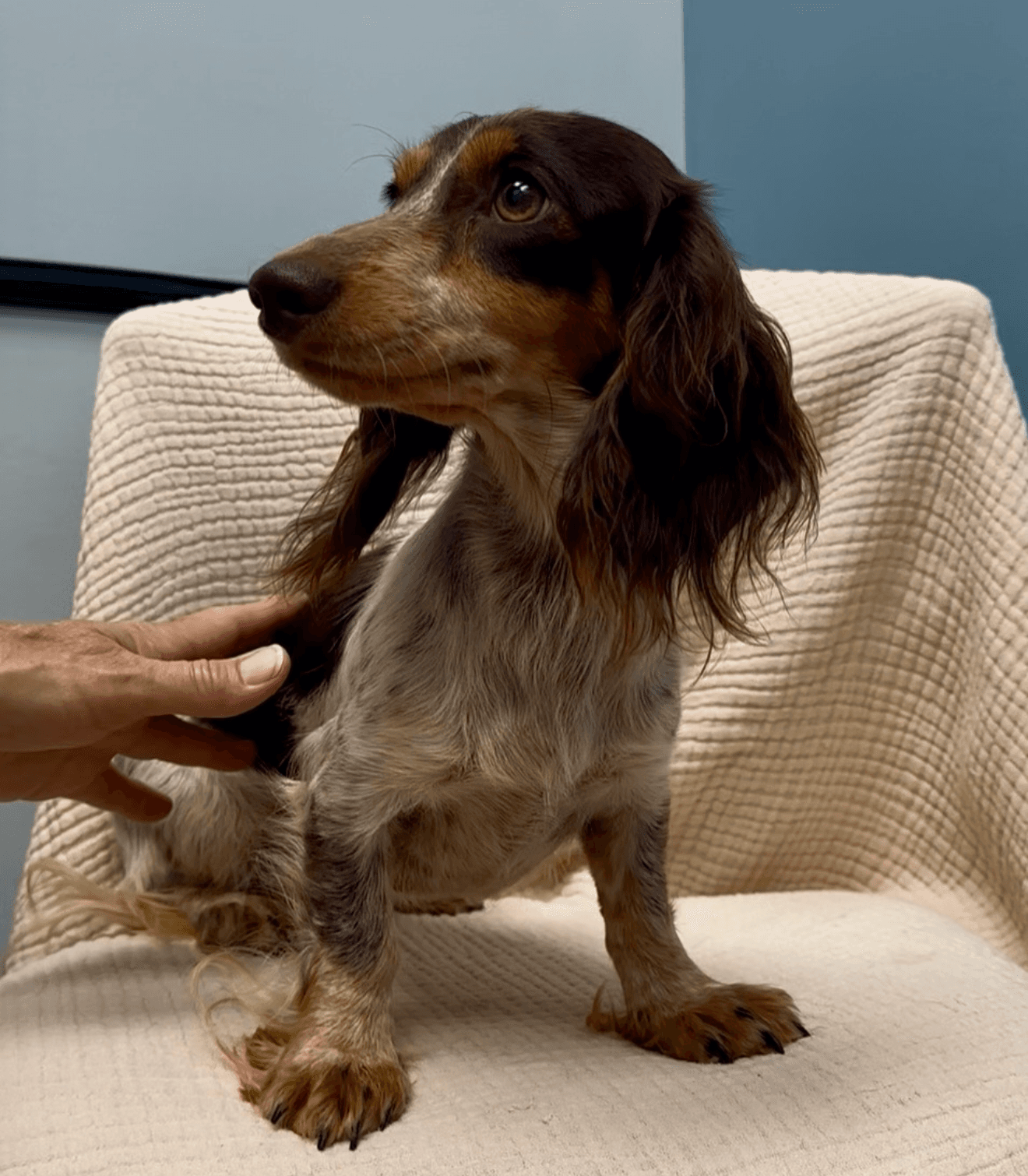 Anise - Dachshund
