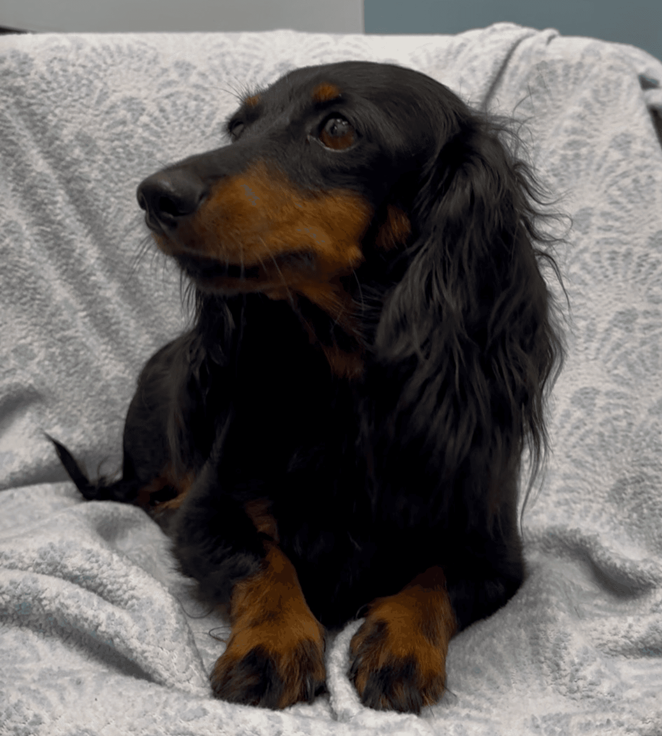 Lotus - Dachshund