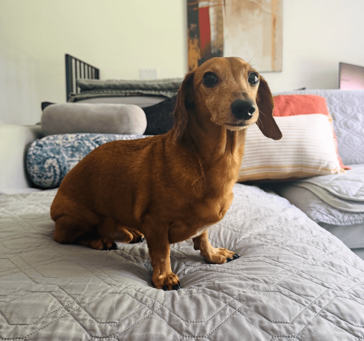 Brownie - Dachshund