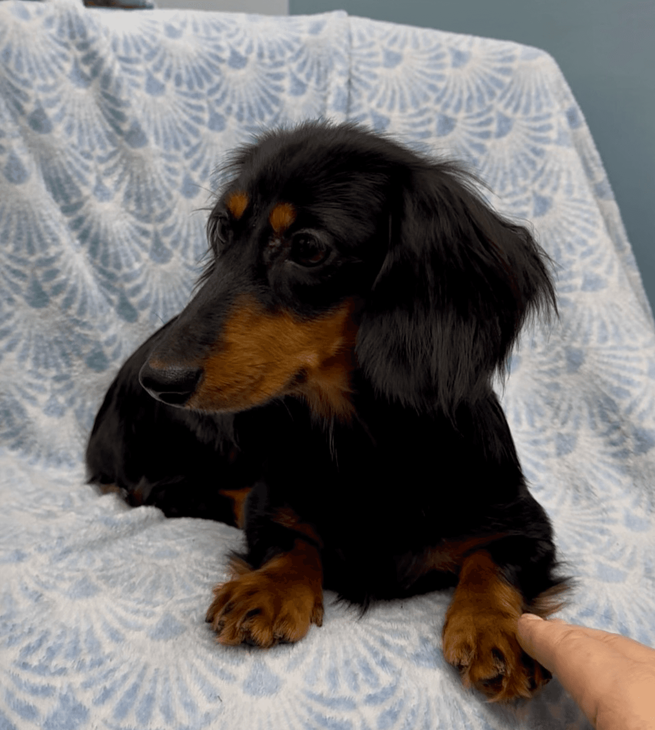 Comet - Dachshund