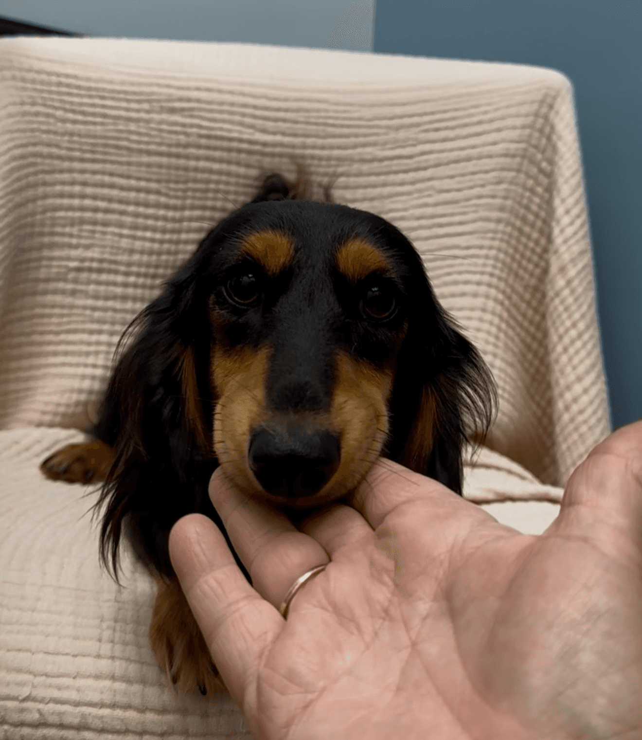 Valerie - Dachshund