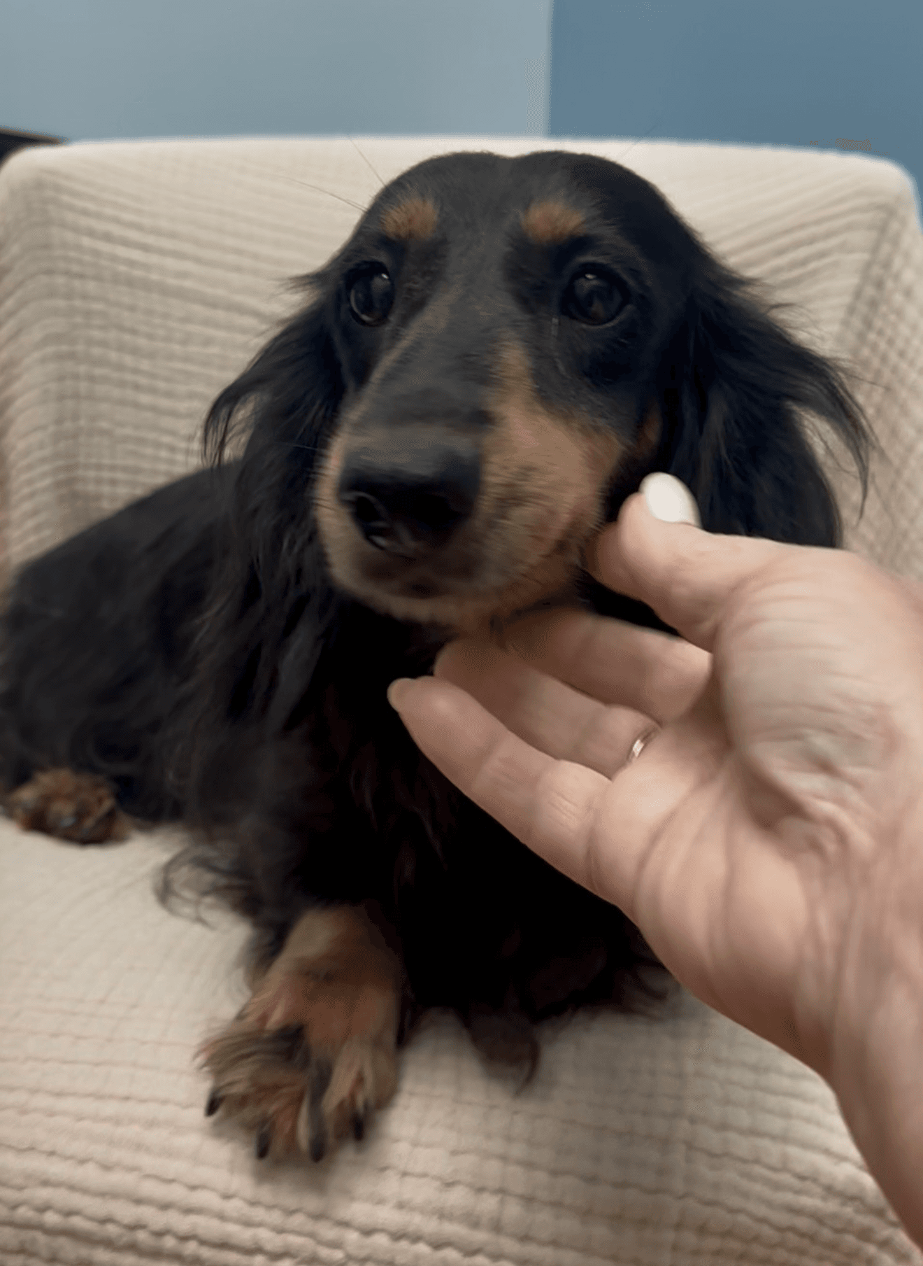 Bali - Dachshund