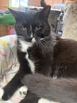 Pippin image 1