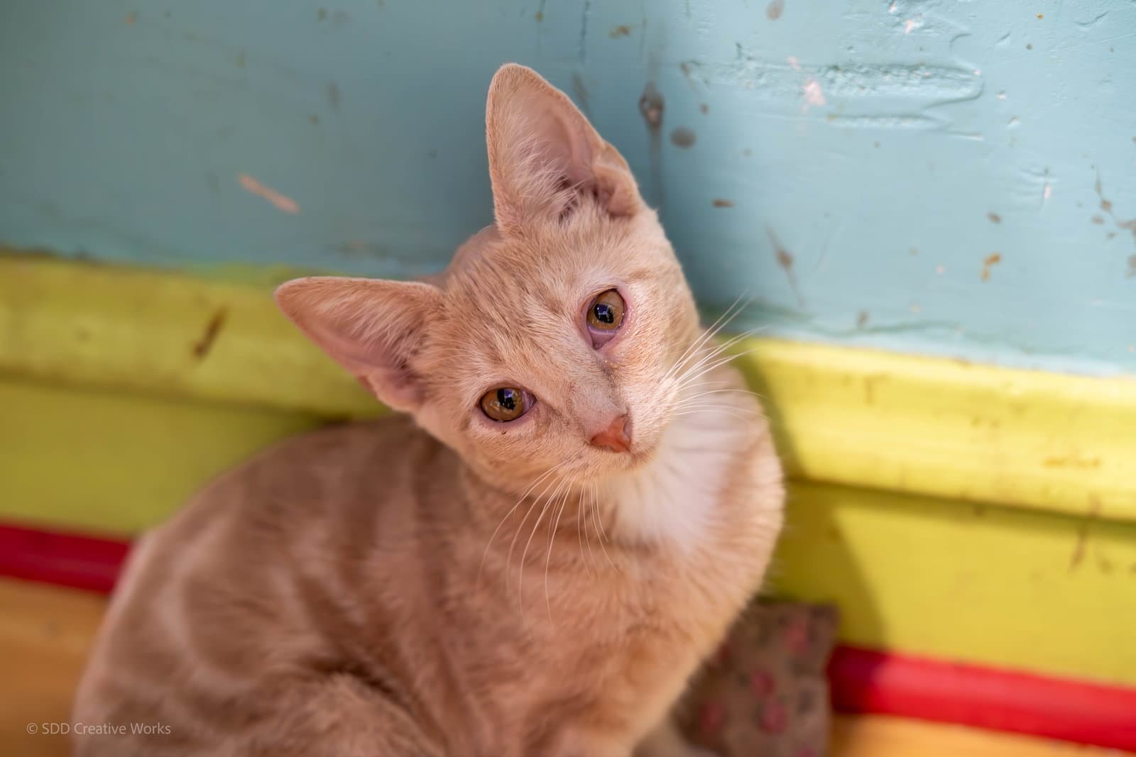 Fawn - Domestic Short Hair