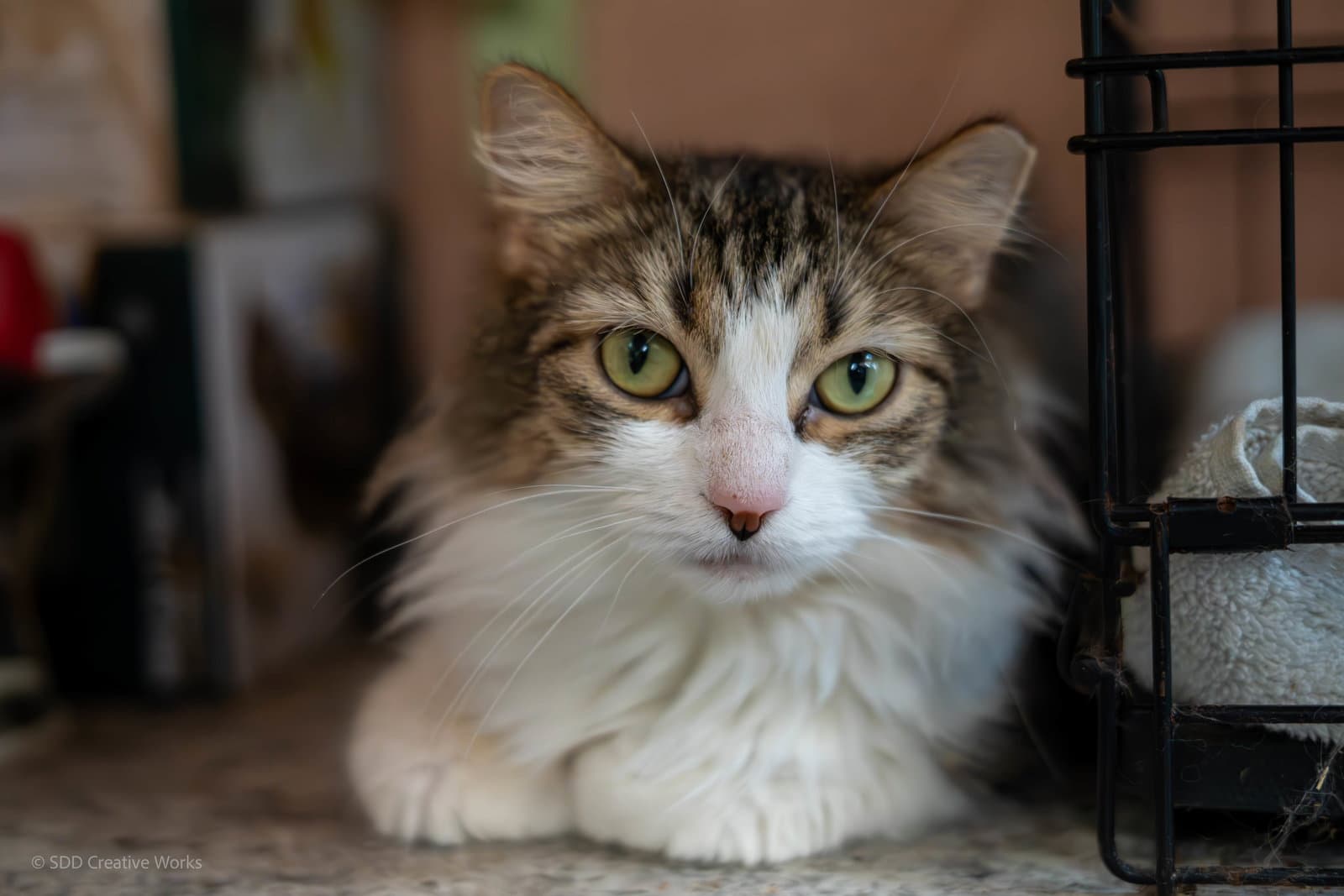 Zahara - Domestic Long Hair
