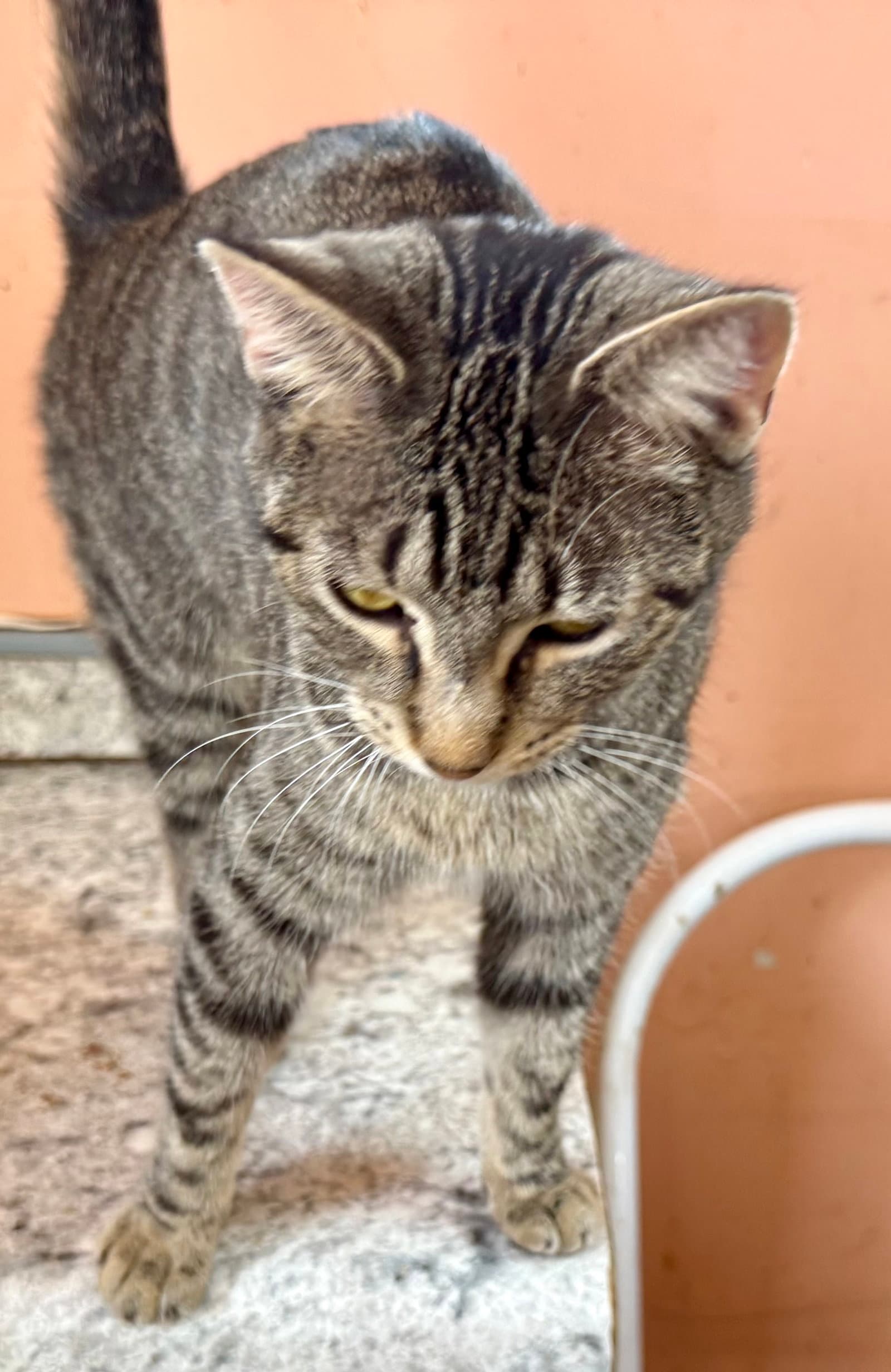 Tizzy - Domestic Short Hair