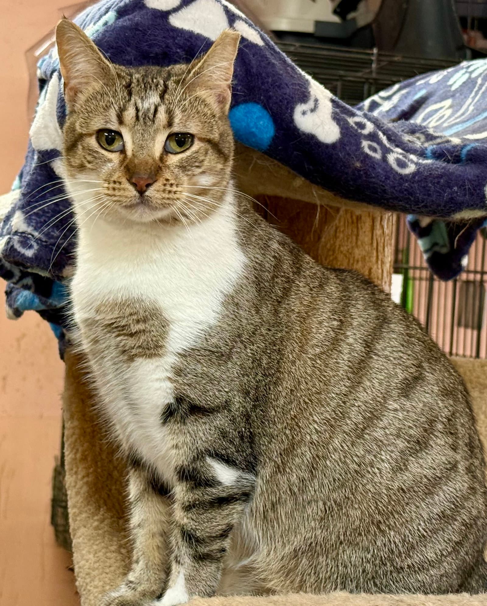 Autumn - Domestic Short Hair
