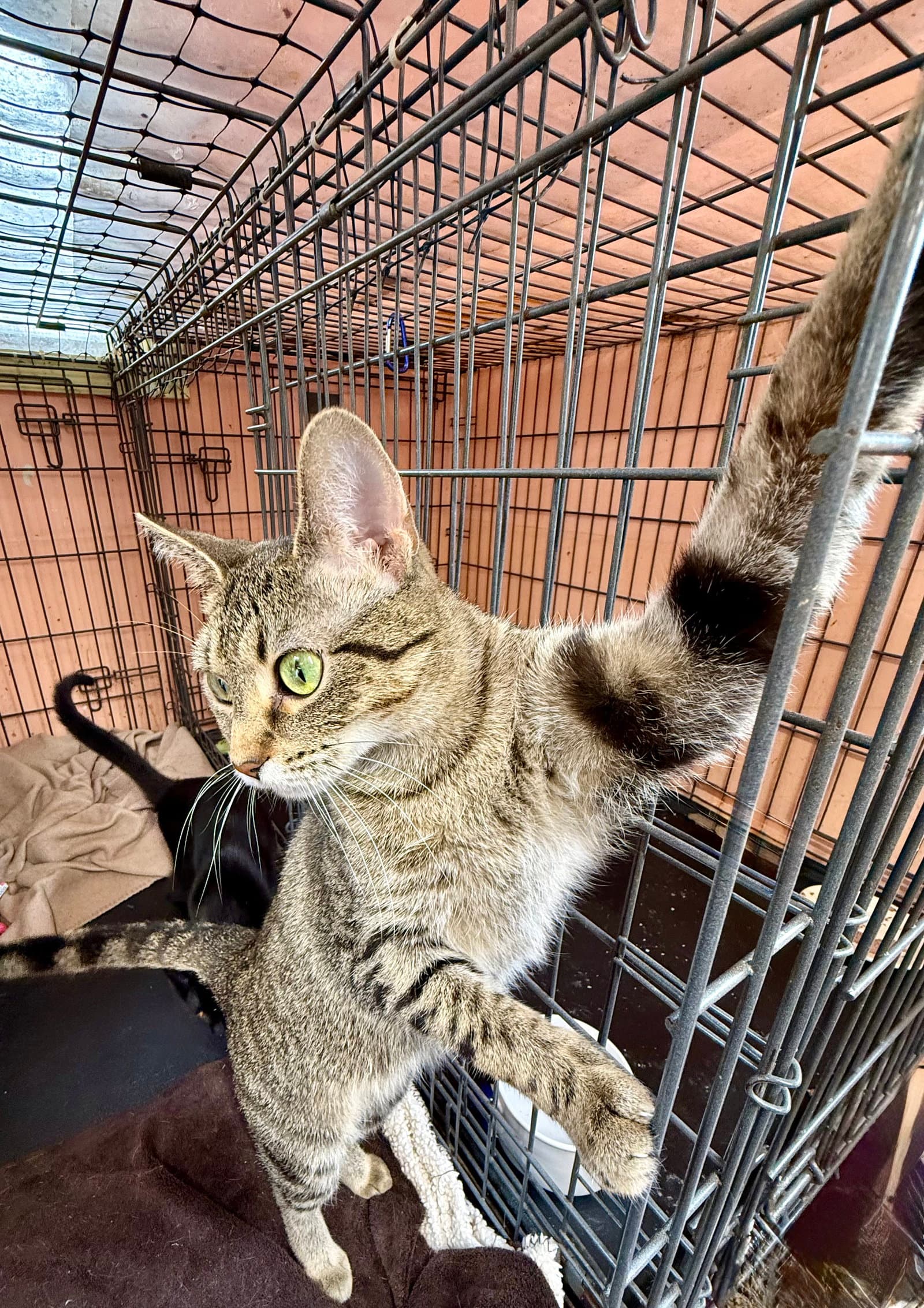 Tinkerbell - Tabby