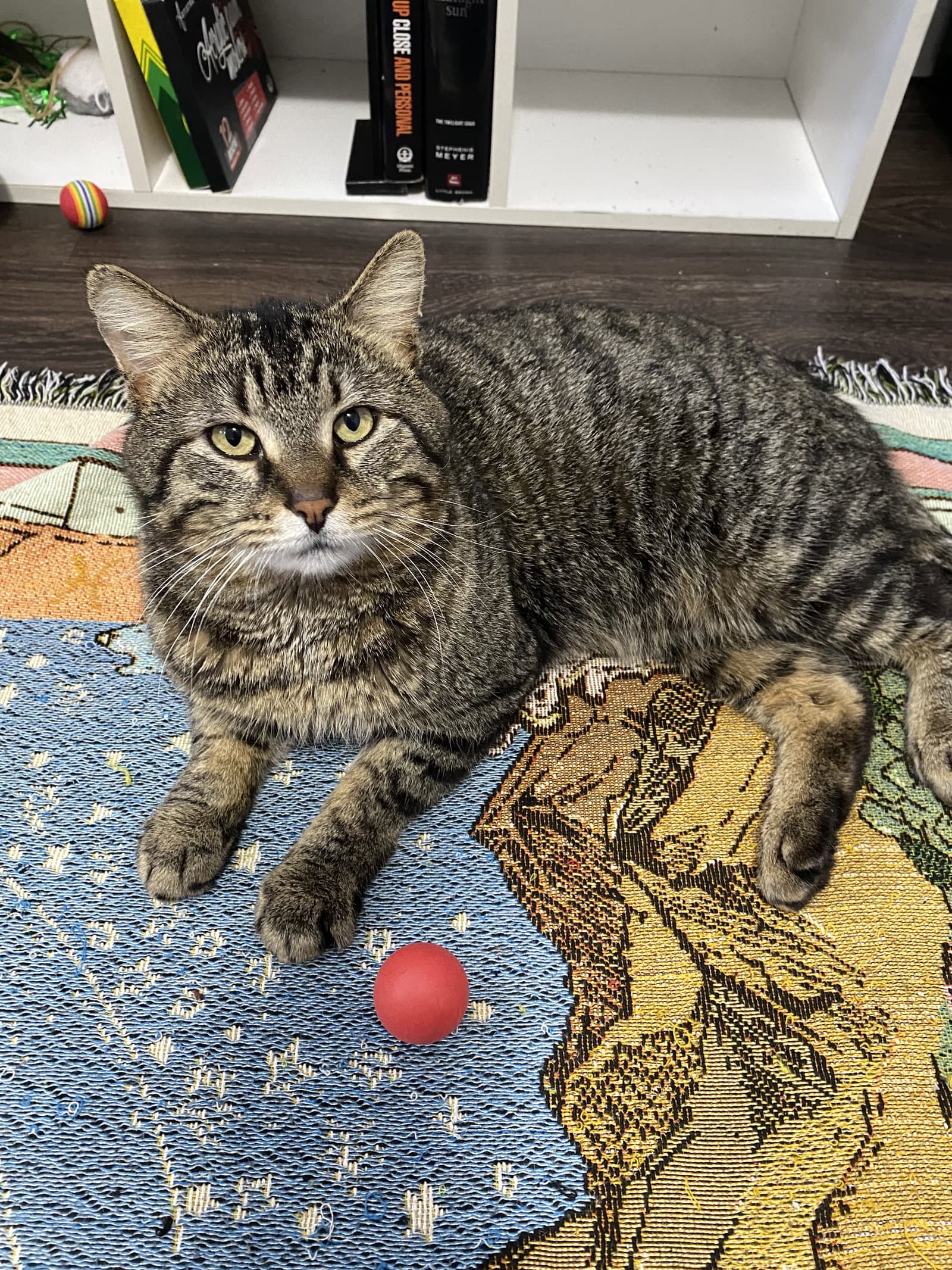 Big Mac - Tabby