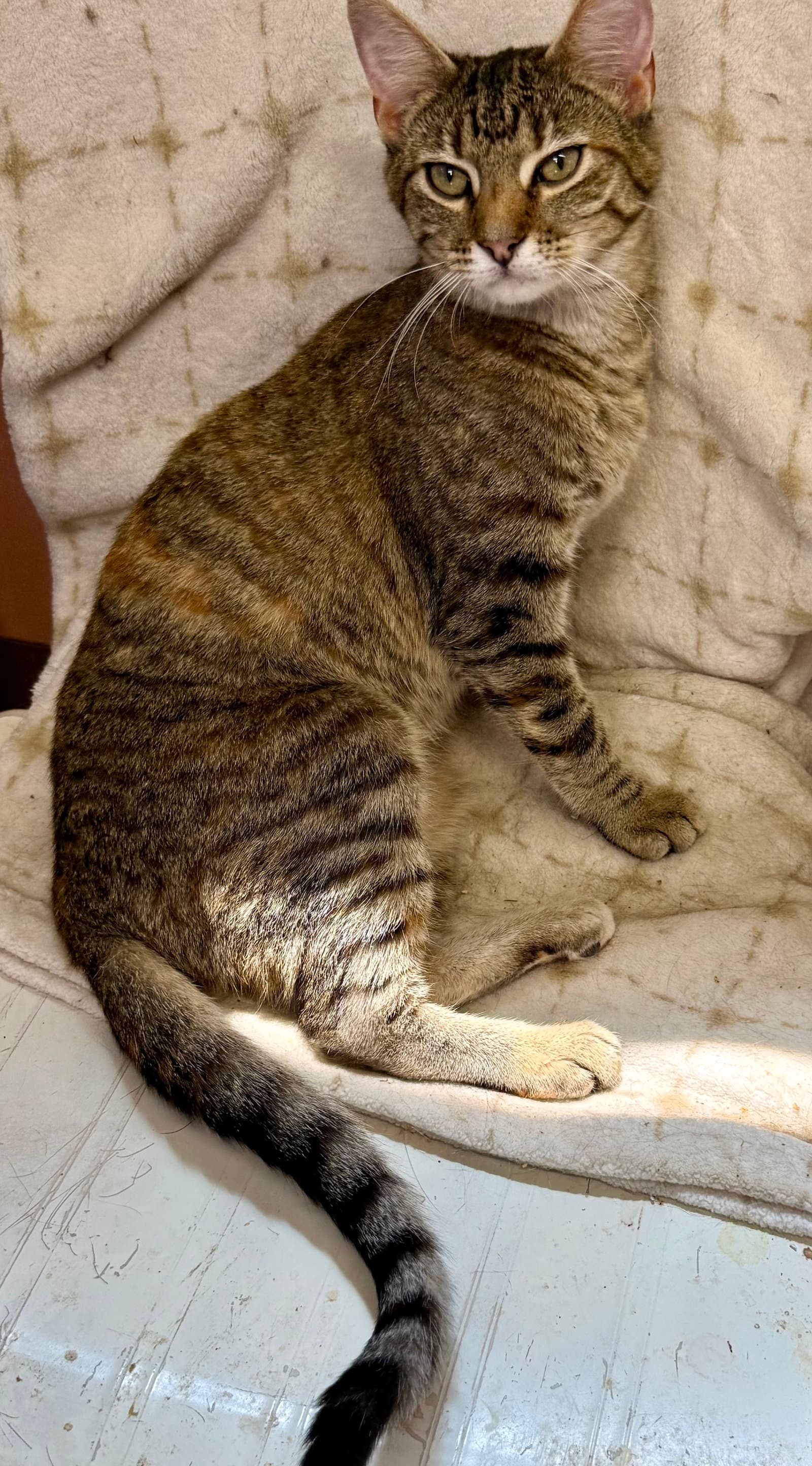 Hazel - Domestic Short Hair