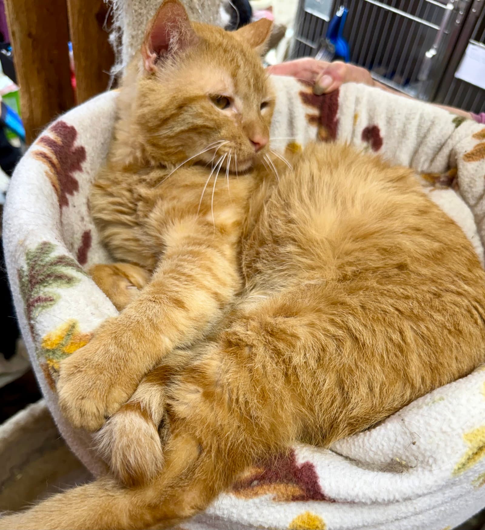 Garfield - Domestic Short Hair