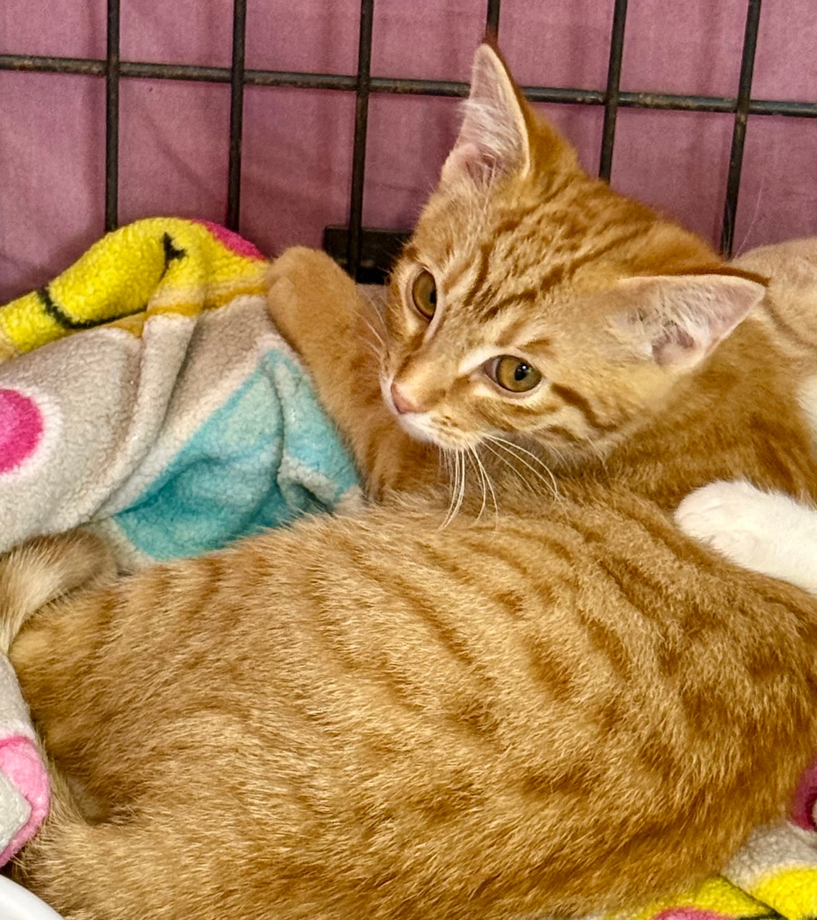 Sam - Tabby