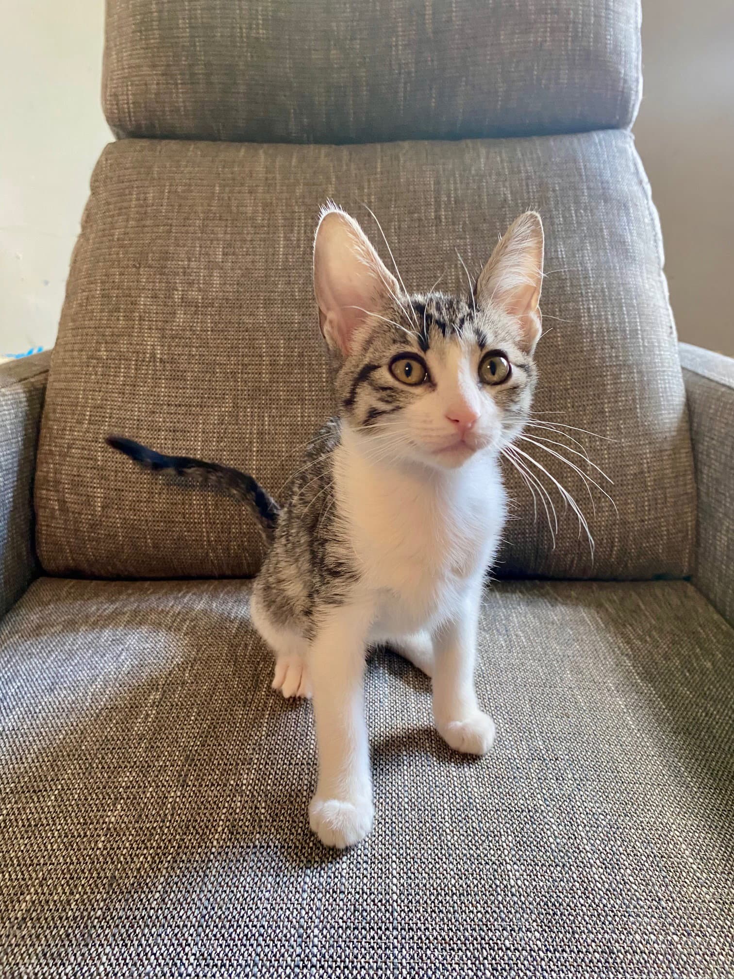 Siena - Tabby