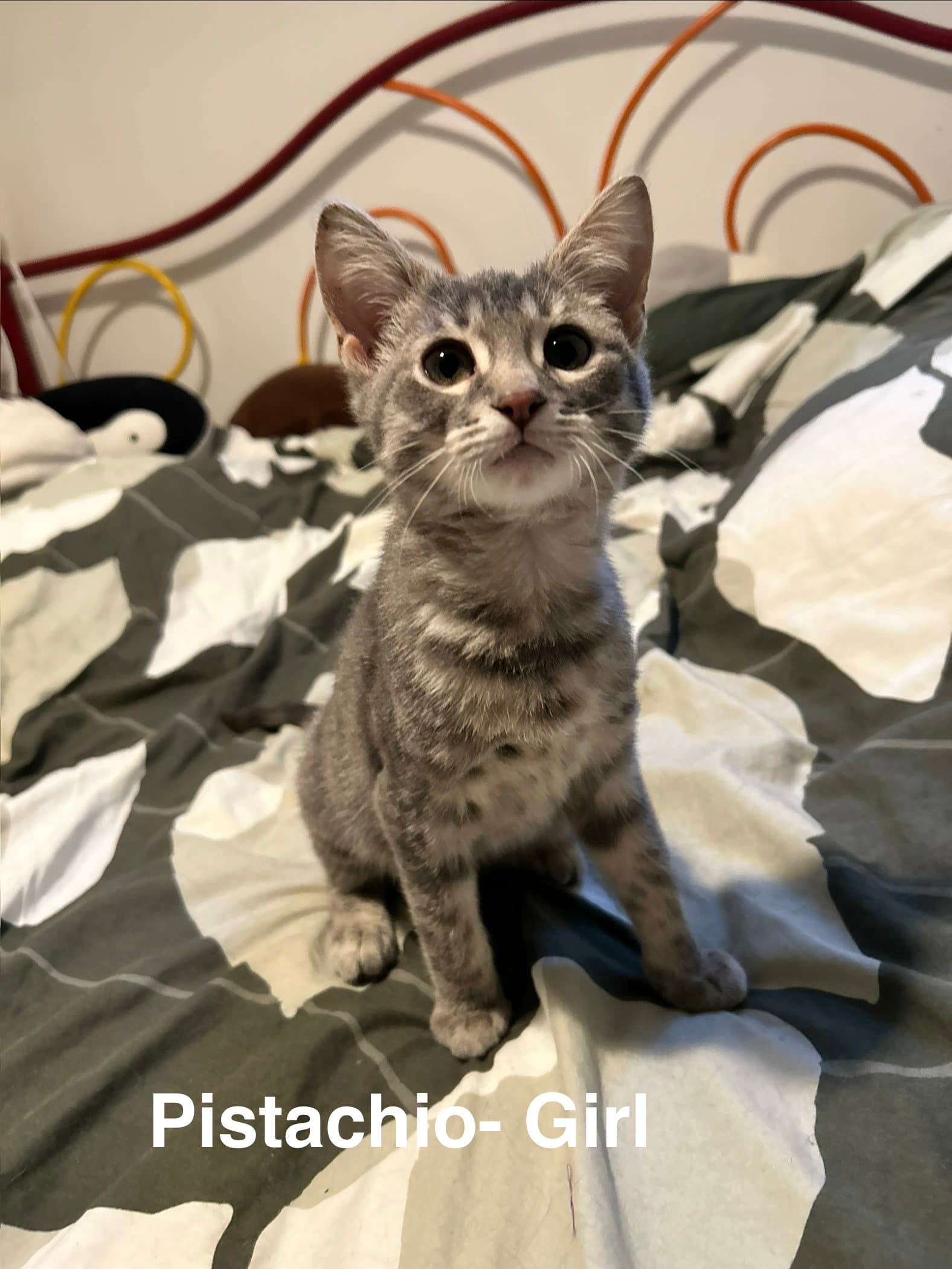 Pistachio - Tabby