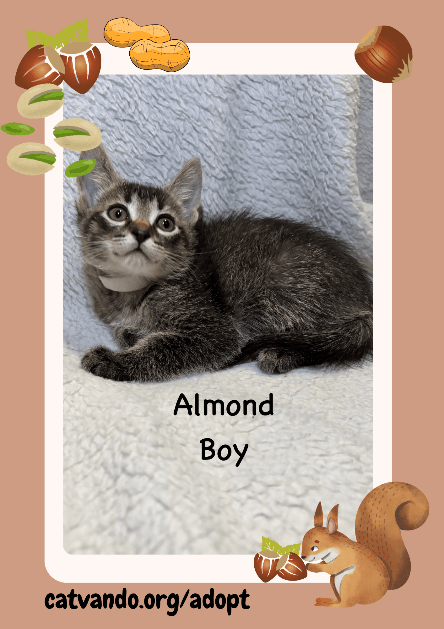 Almond - Tabby