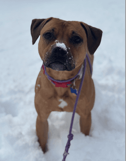 Josie image 4