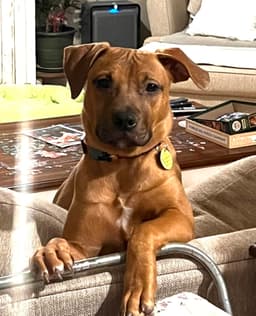 Josie image 1