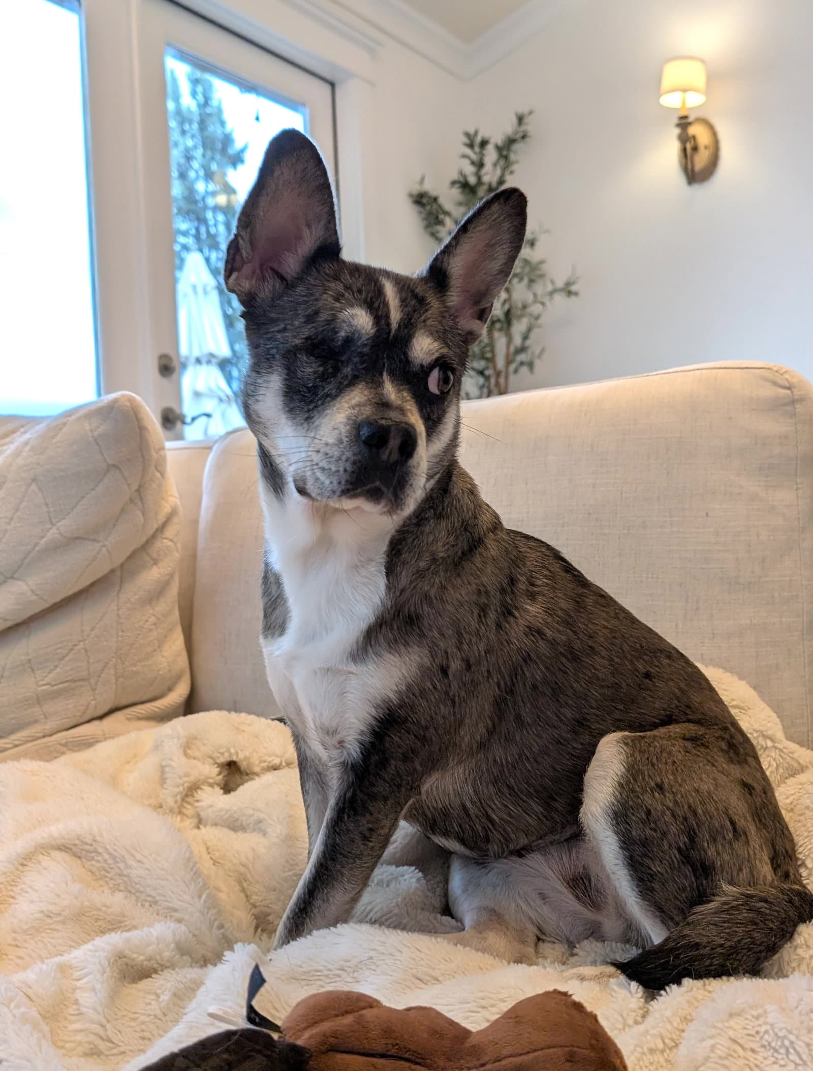 Luna Formerly Lorelei - French Bulldog