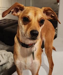 Joey image 1