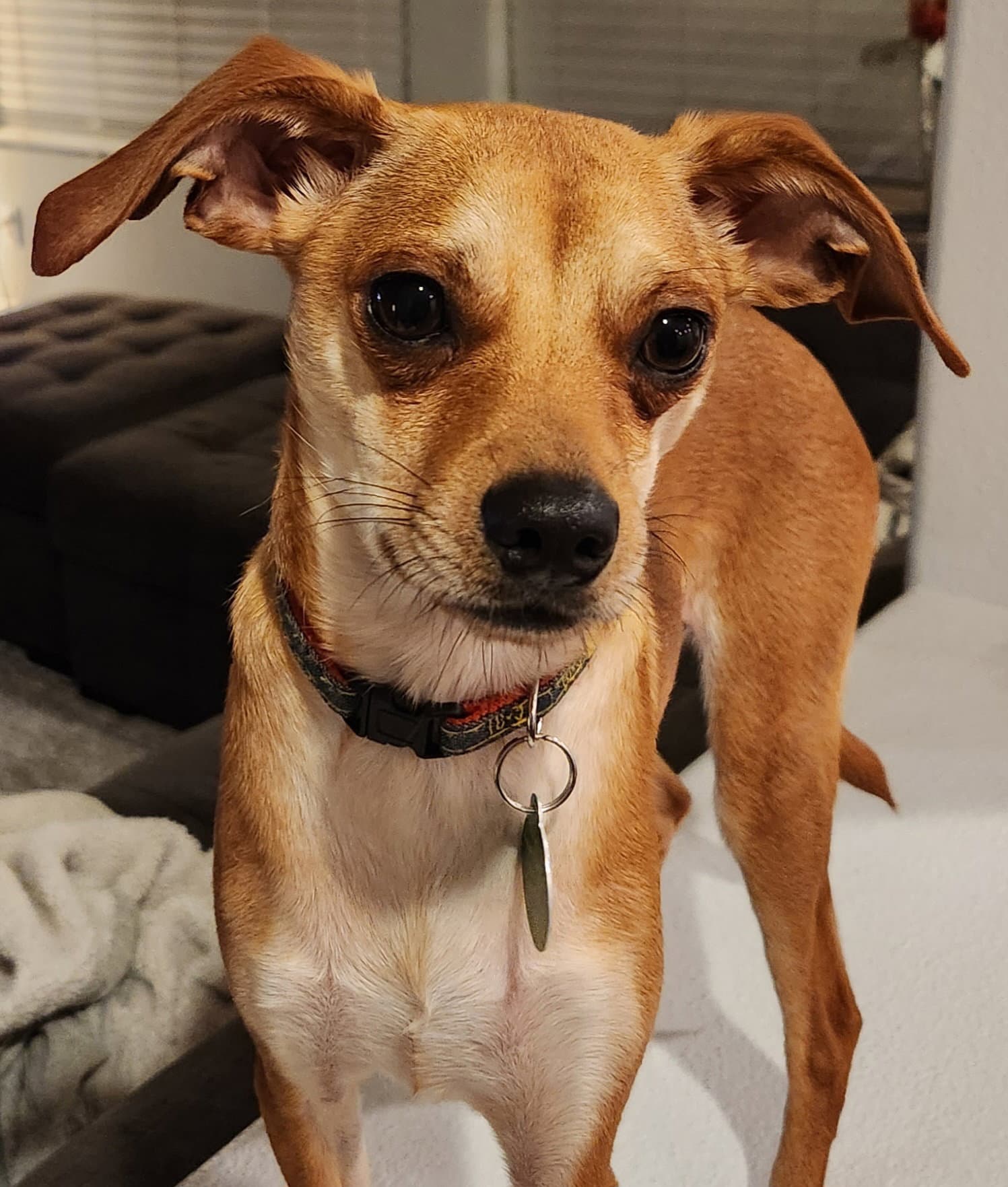 Joey - Chihuahua
